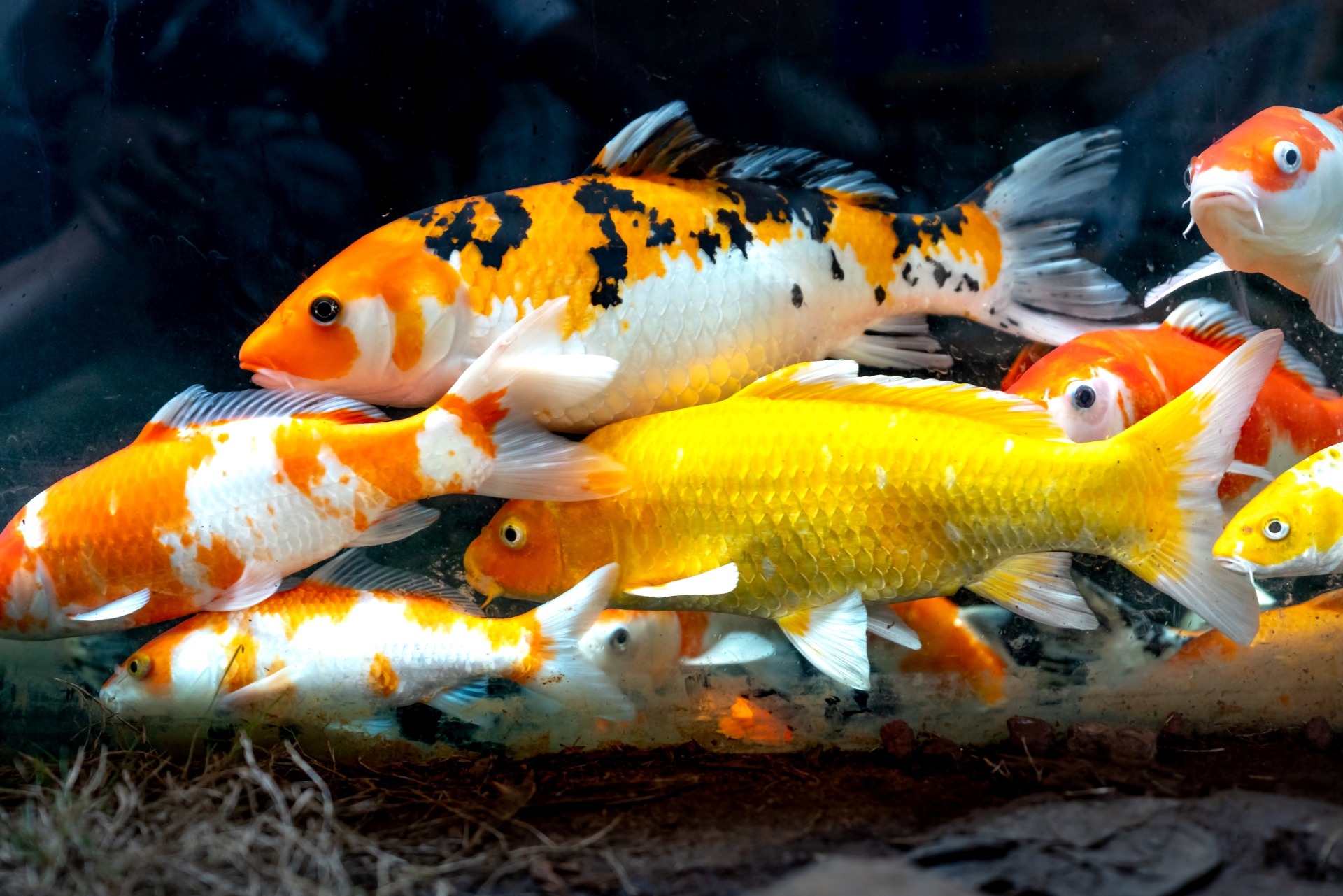 Groepje koi-karpers