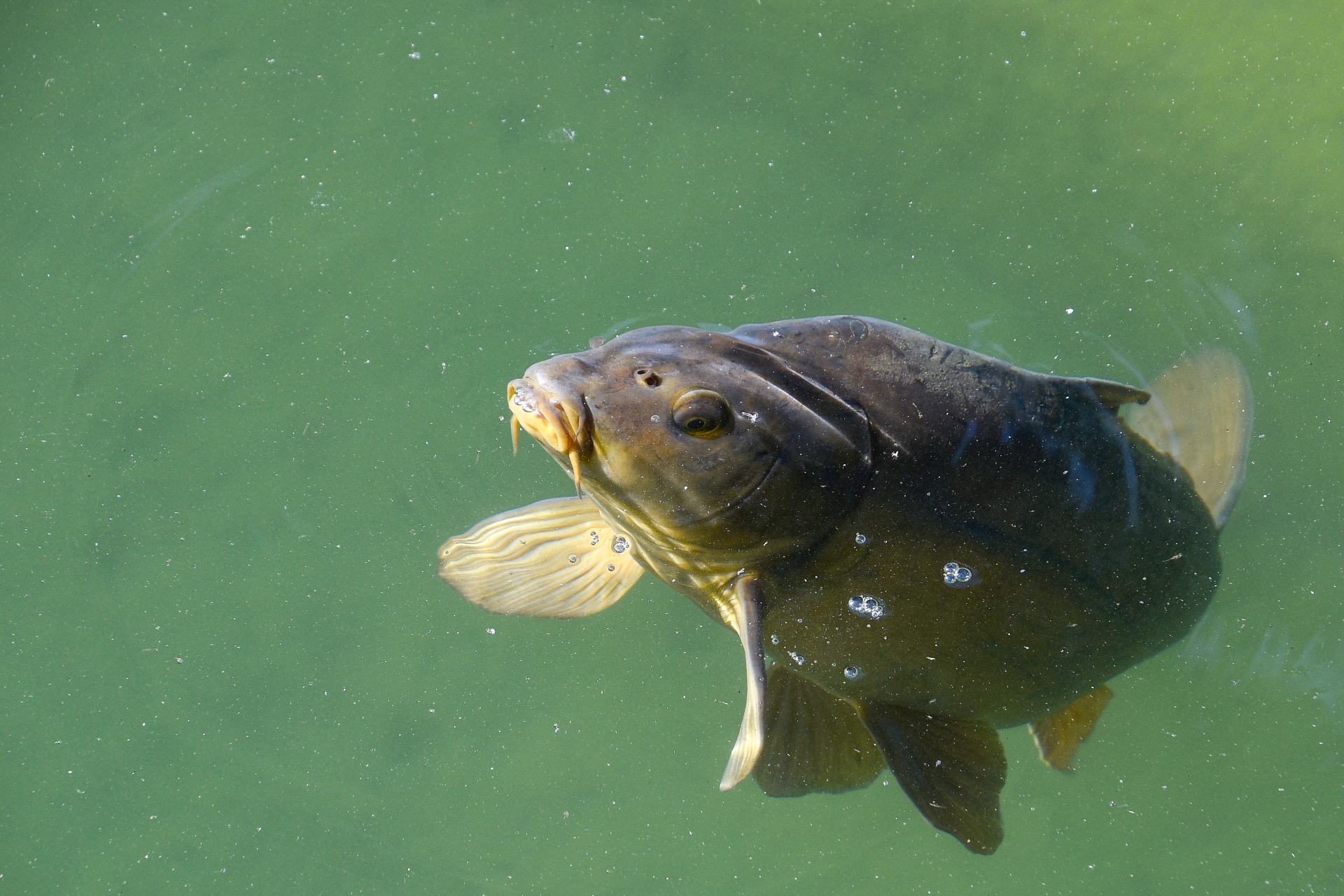 Karper oppervlakte water